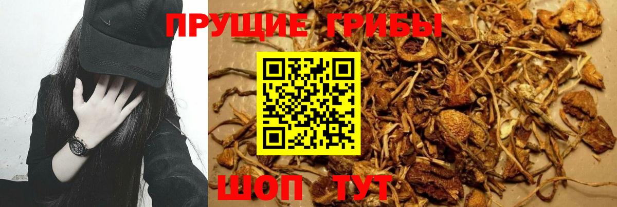Псилоцибиновые грибы Psilocybe Тосно